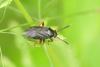 Capsus ater